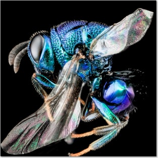 Stunning Macro Photography. Posters and Art